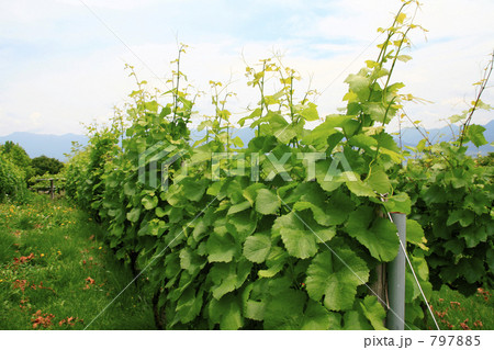 葡萄畑 葡萄畑 797885