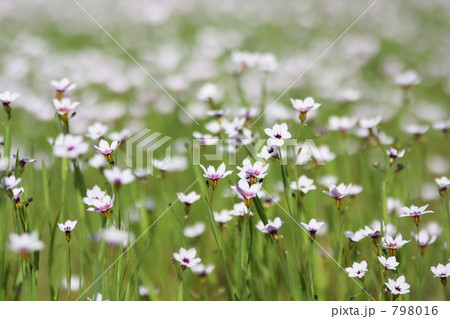 白い花 白い花 798016