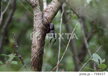 ノコギリクワガタ 798037