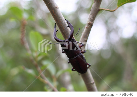 ノコギリクワガタ 798040