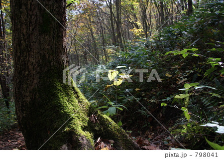 新しい命の誕生 798041