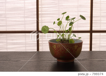 ミニ盆栽 ミニ盆栽 799374