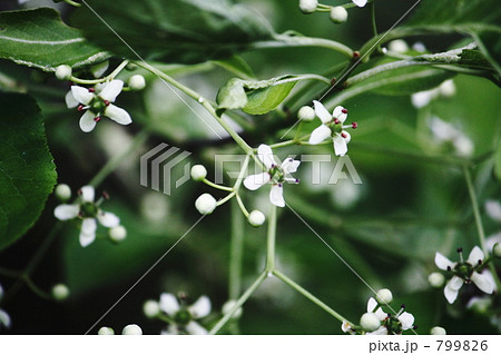 真弓の花 真弓の花 799826