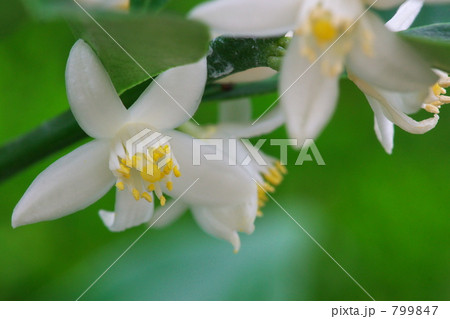 キンカンの花 799847