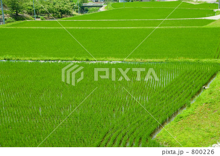 田植え間もない田んぼ 田植え間もない田んぼ 800226