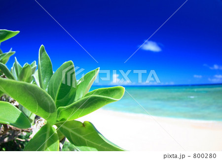 粟国島の浜 粟国島の浜 800280