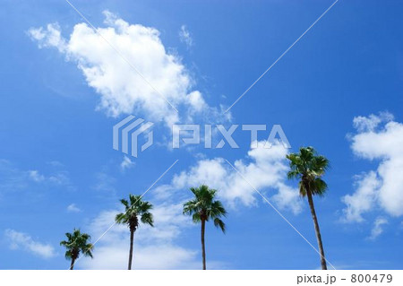 青空にヤシの木 800479