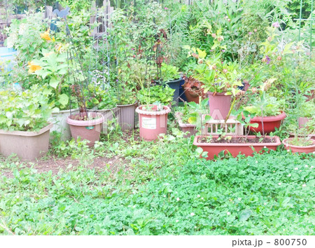 家庭菜園 家庭菜園 800750
