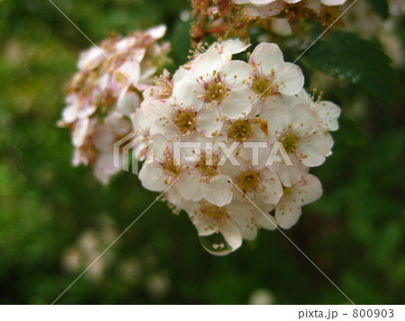 しずくを抱く小手毬 800903