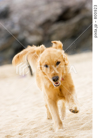 サーフサイド サーフサイド 800923