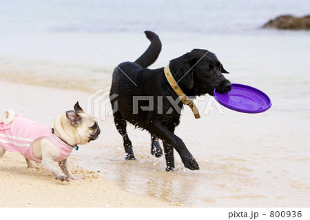 サーフサイド 800936