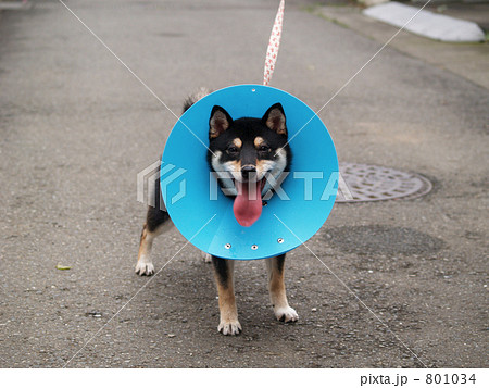 エリザベスカラーをする柴犬 801034