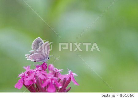 ルリシジミ 801060