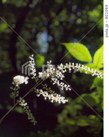 光に浮かぶショウマの花 801069