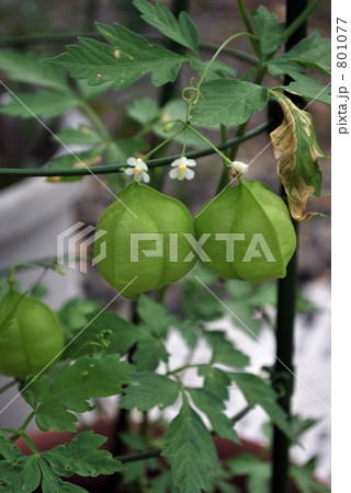 フウセンカズラ 801077