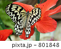 蝶と花 801848