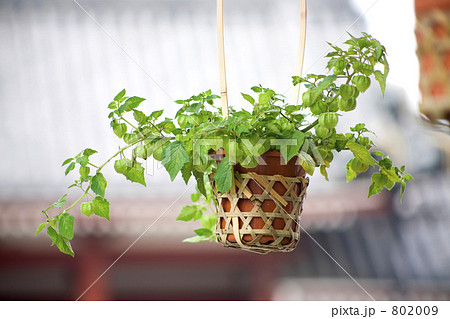 ほおずき市の千成ほおずき ほおずき市の千成ほおずき 802009