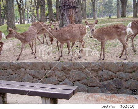 奈良公園の鹿の群れ 802010