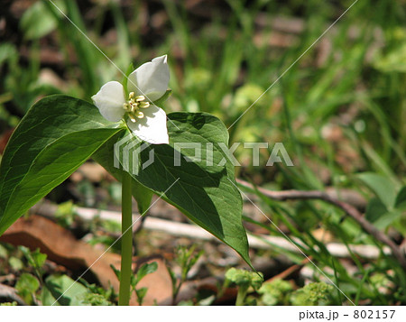 エンレイソウ 802157