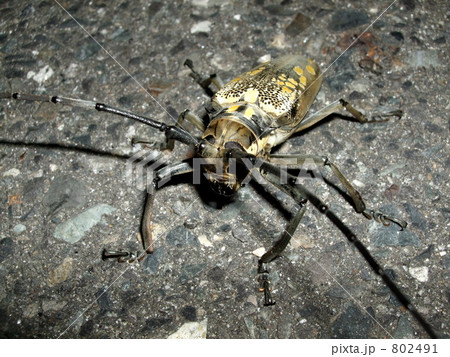 シロスジカミキリ 802491