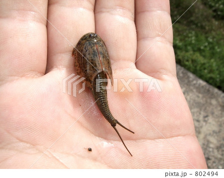 カブトエビ カブトエビ 802494