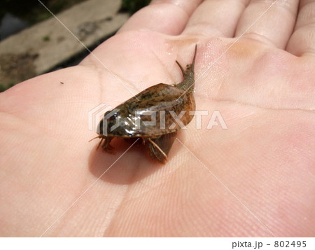 田んぼに居たカブトエビ 802495