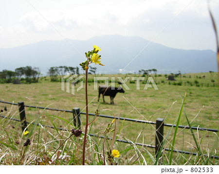 草原と牛とタンポポ 802533