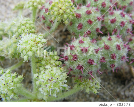 ハマボウフウの花と実 ハマボウフウの花と実 802578