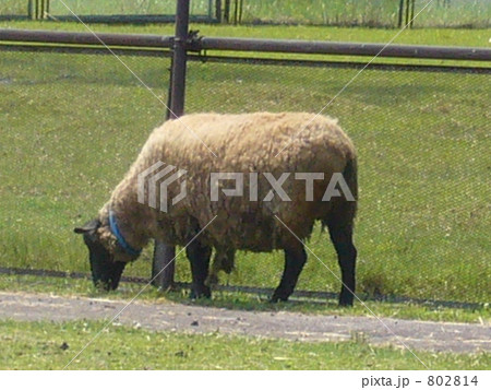 ひつじ 802814