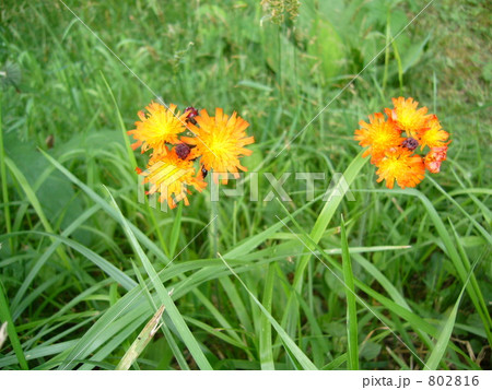 紅輪蒲公英 802816