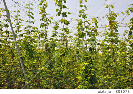 遠野散歩・ホップ（くわ科）の栽培 803078