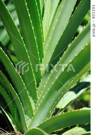野生のアロエ 野生のアロエ 803393