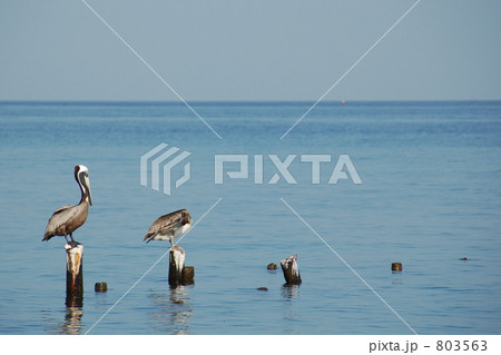 ペリカンと杭 ペリカンと杭 803563