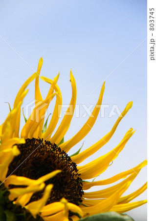 ヒマワリ 803745