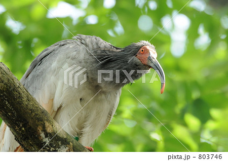 とまり木の朱鷺 803746