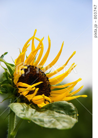 ヒマワリ 803747