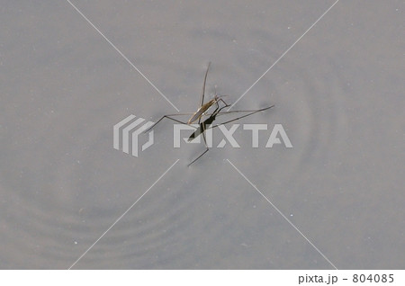 あめんぼ 804085