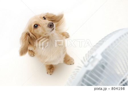 ダックスと扇風機 804198