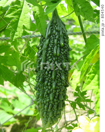 ゴーヤ収穫まえ ゴーヤ収穫まえ 804540