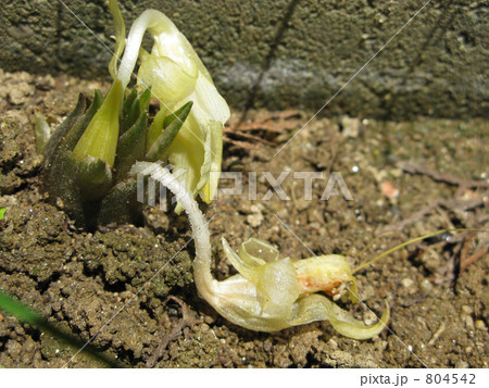 茗荷の花 茗荷の花 804542