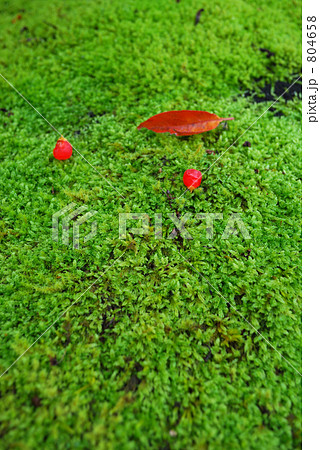 苔とイチイの実(縦) 804658