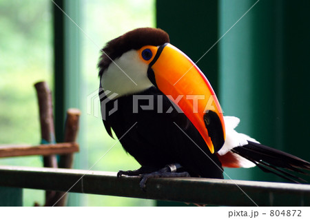 オニオオハシ オニオオハシ 804872