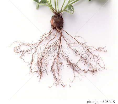 根っこ付き確認画像です♪ 根っこの写真素材 [805315] - PIXTA