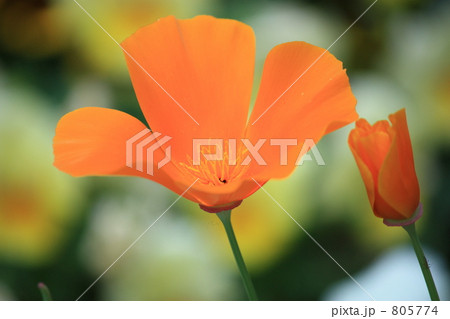 花菱草（ハナビシソウ） 805774