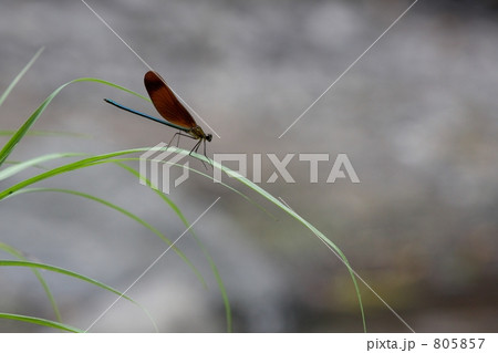 清流のトンボ 805857