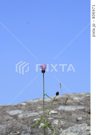 ノアザミ一輪 806971