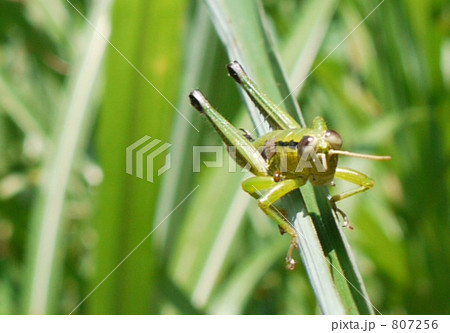 鎌倉中央公園のフキバッタ 鎌倉中央公園のフキバッタ 807256