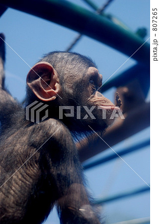 チンパンジー チンパンジー 807265
