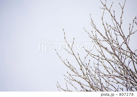 枯れ枝 807278