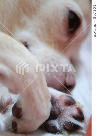 チワワ(肉球) 807301